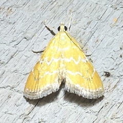 Xanthophysa psychicalis