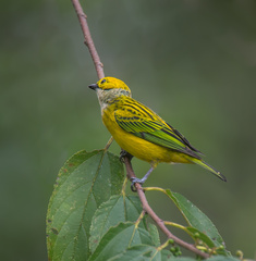 Tangara icterocephala