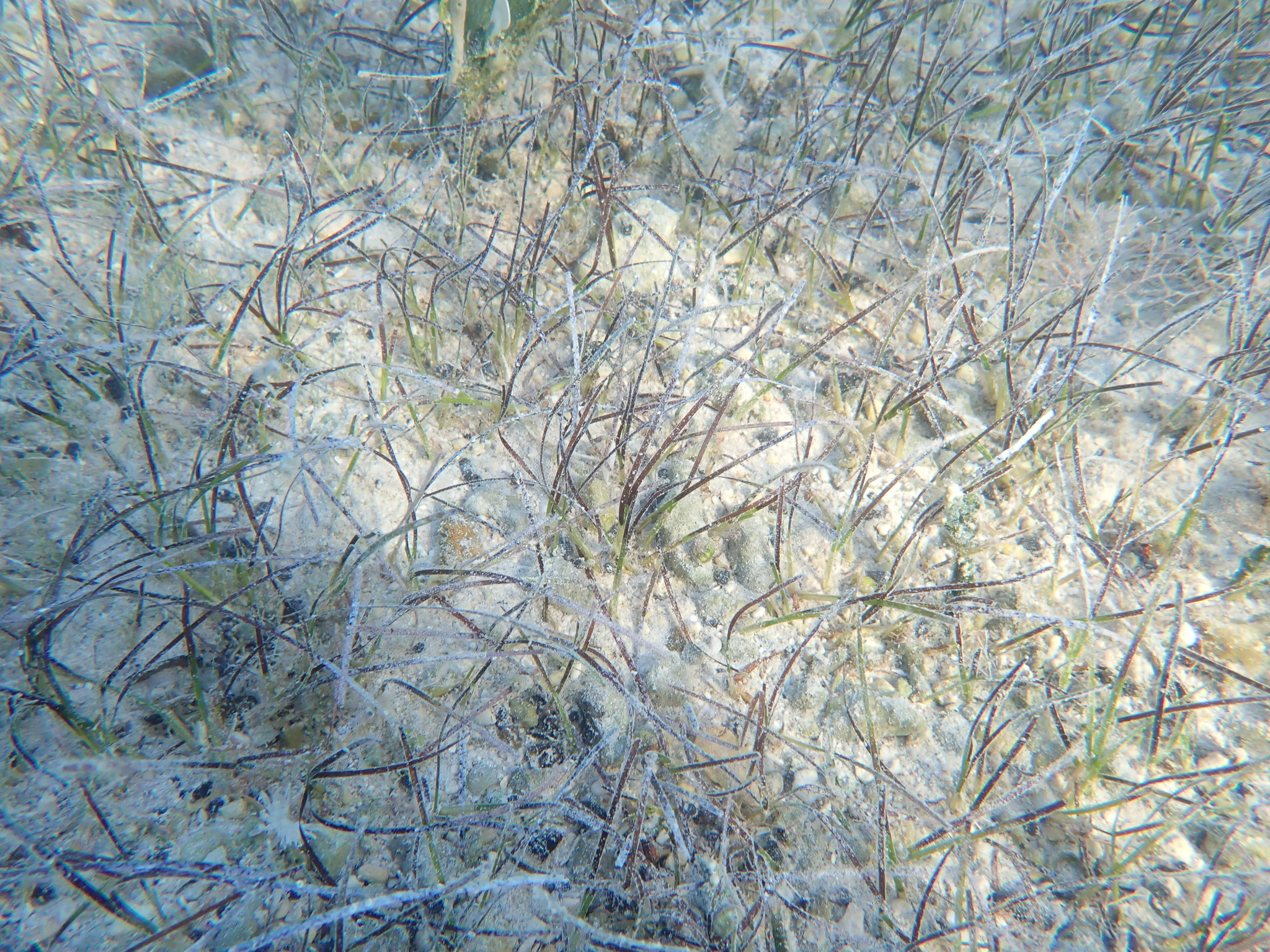 Shoalgrass (Halodule bermudensis)