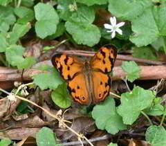 Heteronympha mirifica