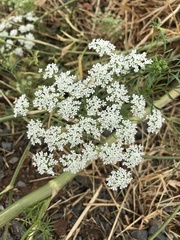 Ammi