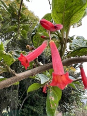 Iochroma