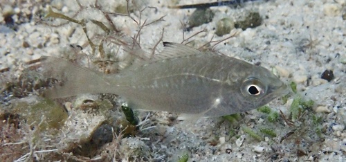 Bigeye mojarra (Eucinostomus havana) — Gerreidae