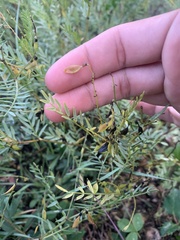 Astragalus tenellus