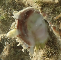 Pseudochama cristella