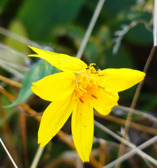 Arnica cordifolia
