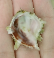 Pseudochama cristella