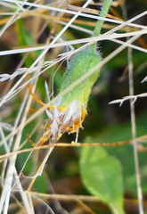 Arnica cordifolia