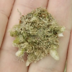 Pseudochama cristella