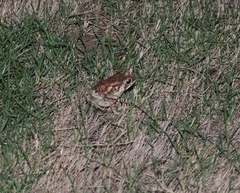 Duttaphrynus melanostictus