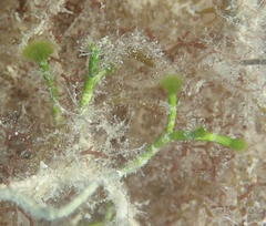 Cymopolia barbata