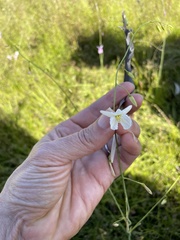 Arthropodium milleflorum