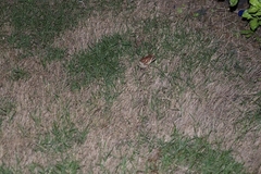 Duttaphrynus melanostictus