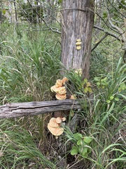 Laetiporus sulphureus