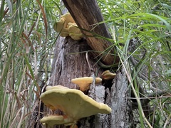 Laetiporus sulphureus