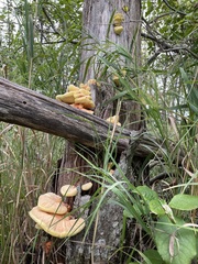 Laetiporus sulphureus