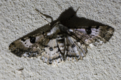 Iridopsis validaria