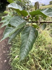 Iochroma