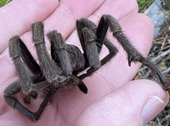 Aphonopelma iodius
