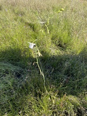 Arthropodium milleflorum