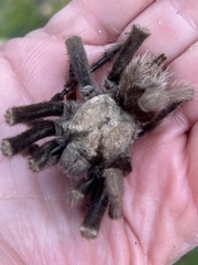 Aphonopelma iodius