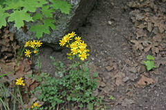 Packera multilobata