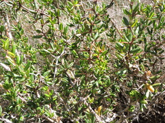 Berberis chilensis