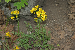 Packera multilobata