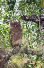 Ketupa zeylonensis