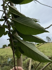 Iochroma