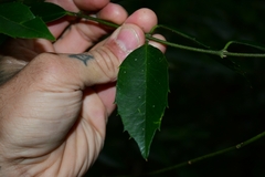 Atherosperma moschatum