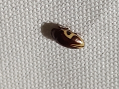 Chelonarium ornatum