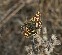 Carterocephalus argyrostigma
