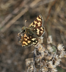 Carterocephalus argyrostigma