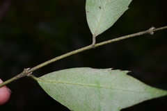 Atherosperma moschatum