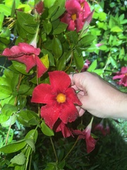 Mandevilla sanderi