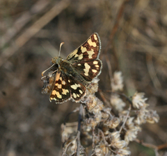 Carterocephalus argyrostigma