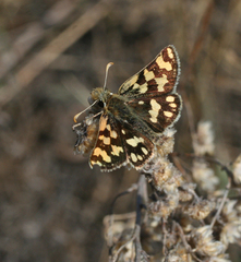 Carterocephalus argyrostigma