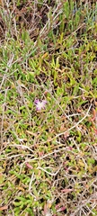 Disphyma crassifolium
