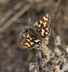 Carterocephalus argyrostigma