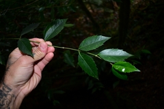 Atherosperma moschatum