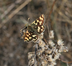 Carterocephalus argyrostigma