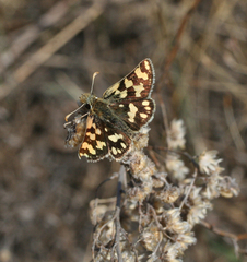 Carterocephalus argyrostigma