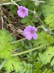 Geranium core-core