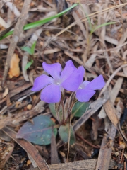 Brunoniella