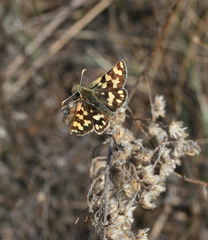 Carterocephalus argyrostigma