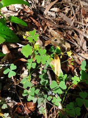 Oxalis chnoodes