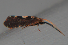 Polyplectropus