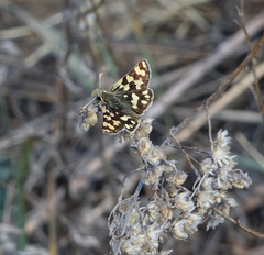 Carterocephalus argyrostigma