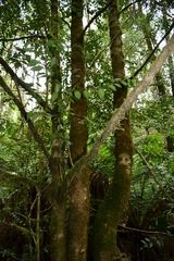 Atherosperma moschatum